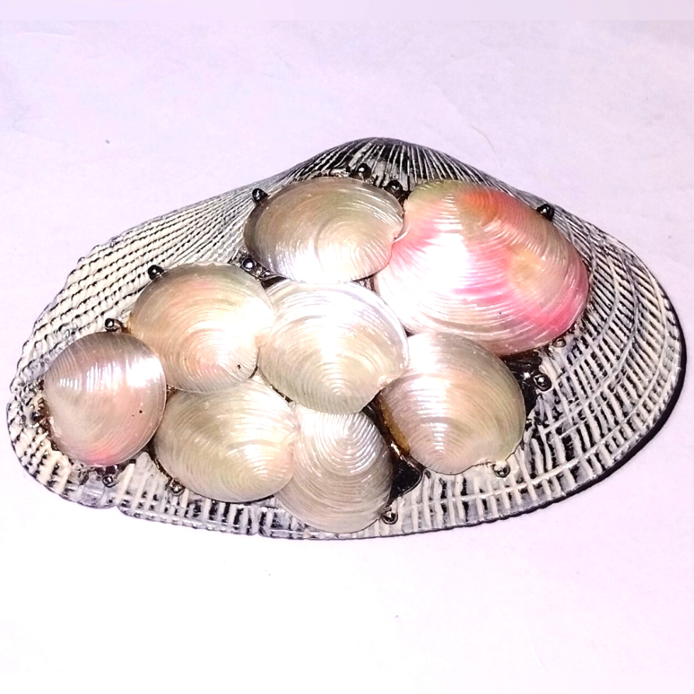 Vtg Rare Signed Capri Clam Shell Seashell Pin Brooch